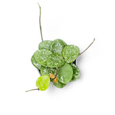Hoya ‘Mathilde Splash’ potted houseplant in nursery pot on white background, product photo 5.