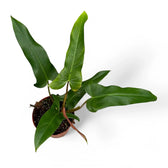 Philodendron mexicanum – Topfpflanze im Kulturtopf vor weißem Hintergrund, Produktfoto 4.