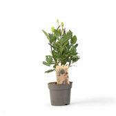 Laurus nobilis potted houseplant in nursery pot on white background, product photo 5.