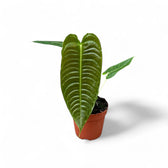 Anthurium veitchii potted houseplant in nursery pot on white background, product photo 10.