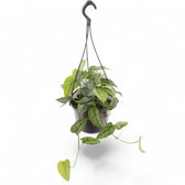 Monstera siltepecana – Zimmerpflanze im Kulturtopf auf weißem Hintergrund, Produktfoto 4.