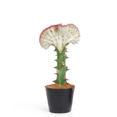 Euphorbia lactea f. crestata potted houseplant in nursery pot on white background, product photo 5.