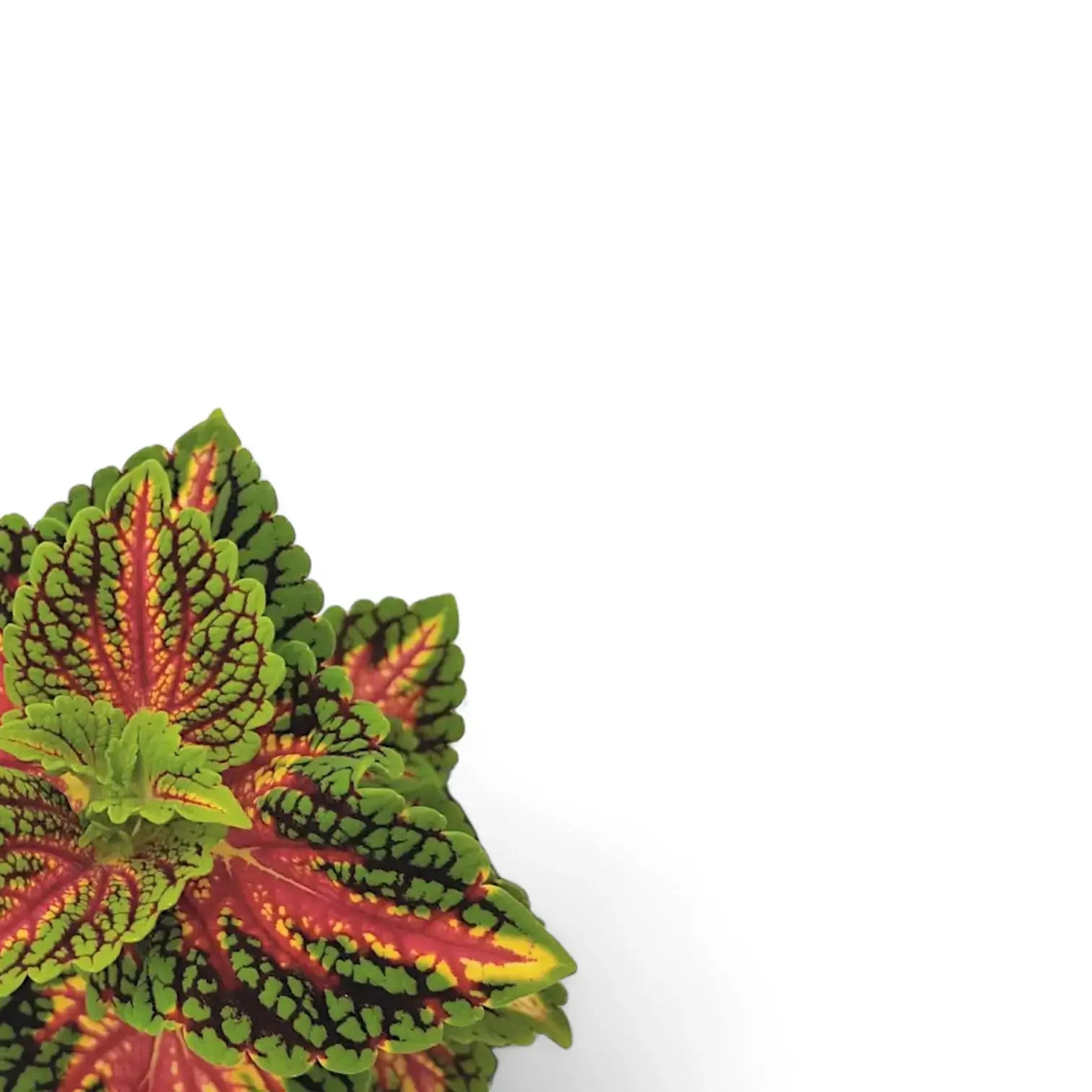Coleus scutellarioides 'Stained Glassworks Spacecake' leaf close-up on white background.