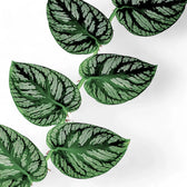 Monstera dubia – Zimmerpflanze im Kulturtopf auf weißem Hintergrund, Produktfoto 11.