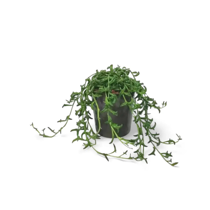 Bacurio delphinatifolius (Senecio peregrinus) potted houseplant in nursery pot on white background, product photo 2.