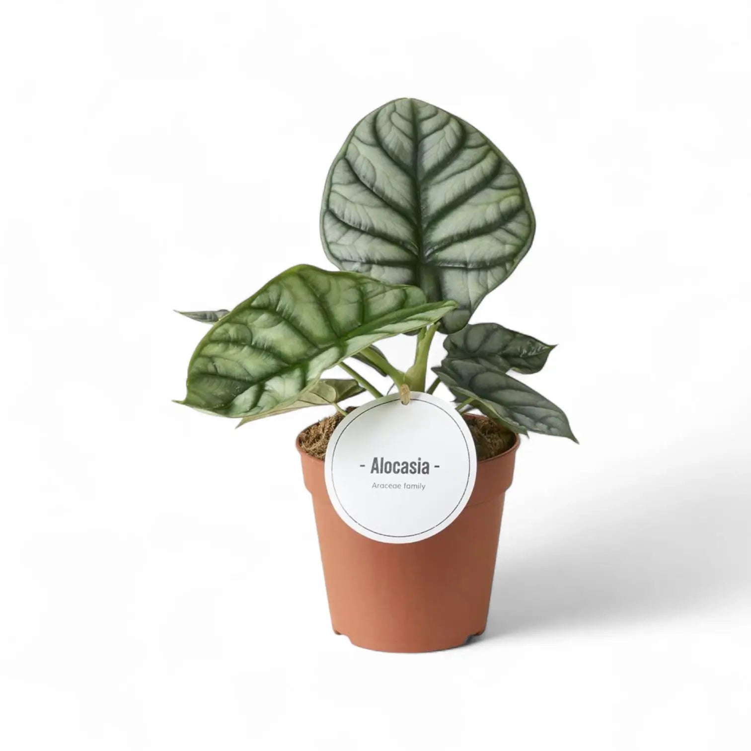 Alocasia baginda 'Silver dragon' potted houseplant in nursery pot on white background, product photo 15.