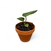 Anthurium regale – Topfpflanze im Kulturtopf vor weißem Hintergrund, Produktfoto 8.