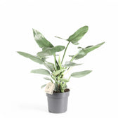 Philodendron hastatum 'Silver queen' ('Silver Sword') potted houseplant in nursery pot on white background, product photo 4.