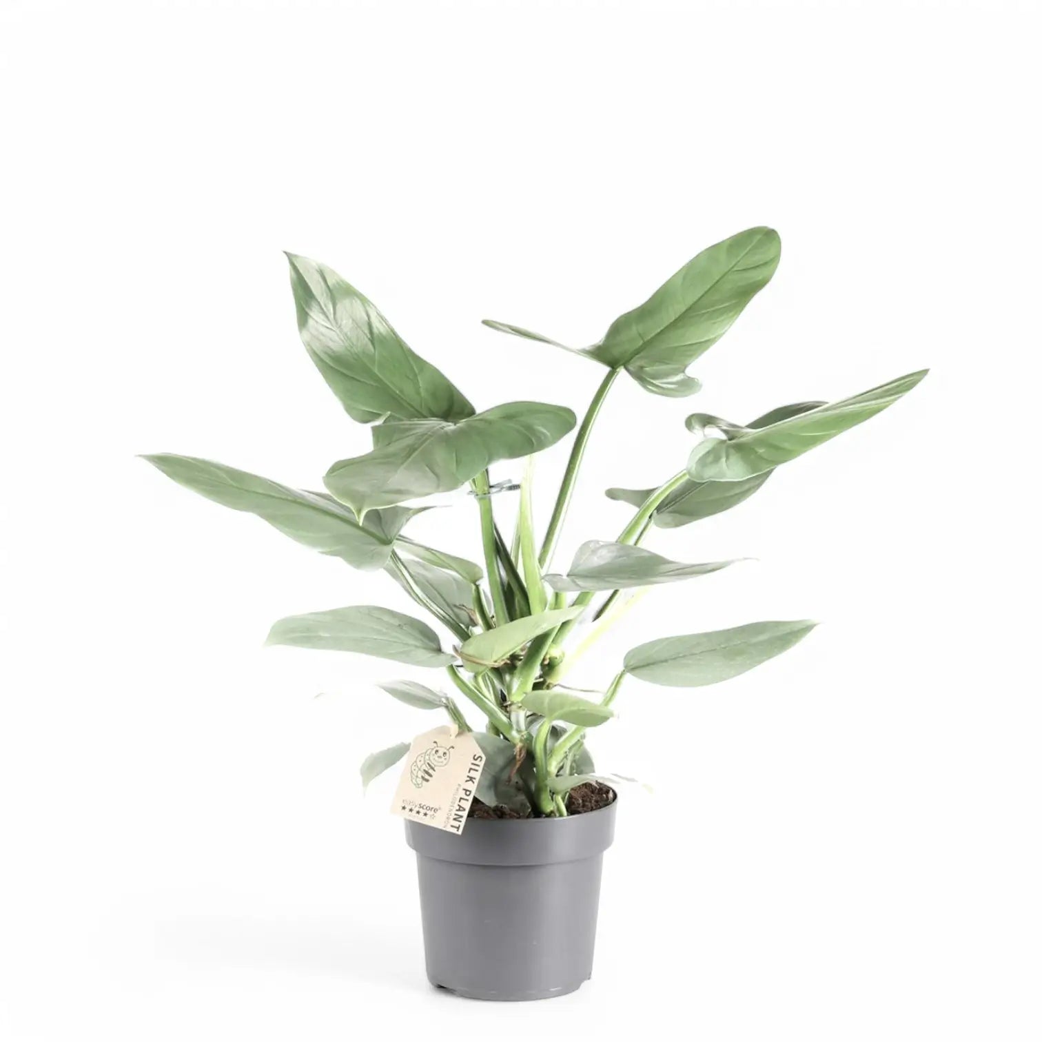 Philodendron hastatum 'Silver queen' ('Silver Sword') potted houseplant in nursery pot on white background, product photo 4.