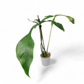 Philodendron x joepii potted houseplant in nursery pot on white background, product photo 10.