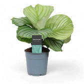 Goeppertia (Calathea) orbifolia potted houseplant in nursery pot on white background, product photo 7.