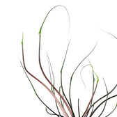 Nahaufnahme eines Blatts von Alocasia macrorrhizos 'Flying Squid' vor weißem Hintergrund.