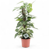 Epipremnum pinnatum variegata 'Marble' potted houseplant in nursery pot on white background, product photo 10.