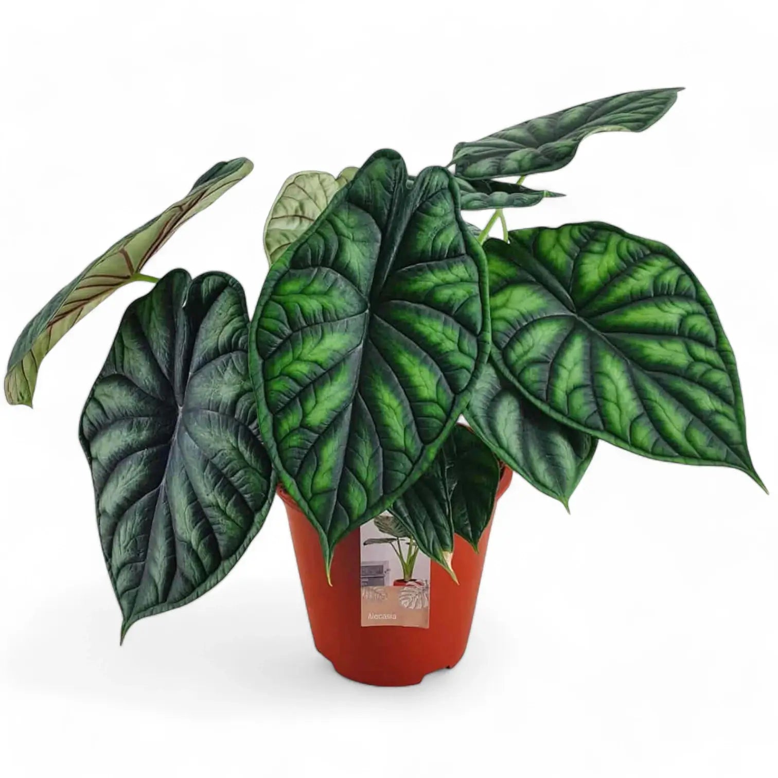 Alocasia baginda 'Dragon scale' potted houseplant in nursery pot on white background, product photo 15.