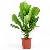 Licuala grandis – Zimmerpflanze im Kulturtopf auf weißem Hintergrund, Produktfoto 5.