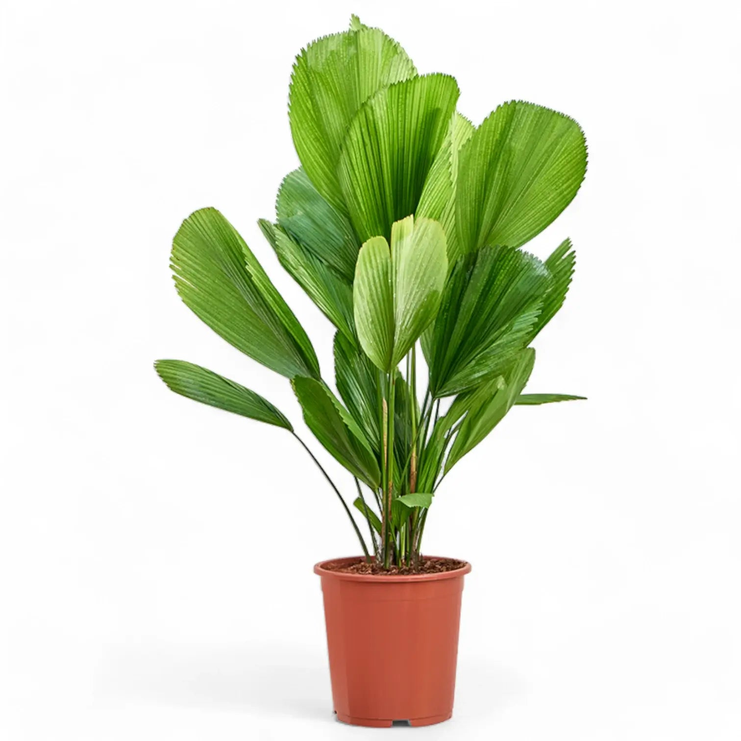 Licuala grandis – Zimmerpflanze im Kulturtopf auf weißem Hintergrund, Produktfoto 5.