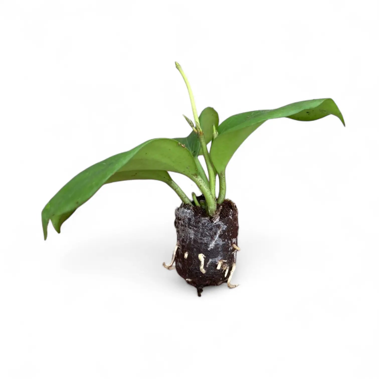 Hoya quinquenervia potted houseplant in nursery pot on white background, product photo 4.