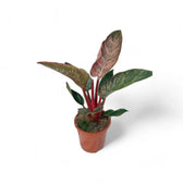 Philodendron 'Birkin Pink' ('Pink Bikini') potted houseplant in nursery pot on white background, product photo 5.
