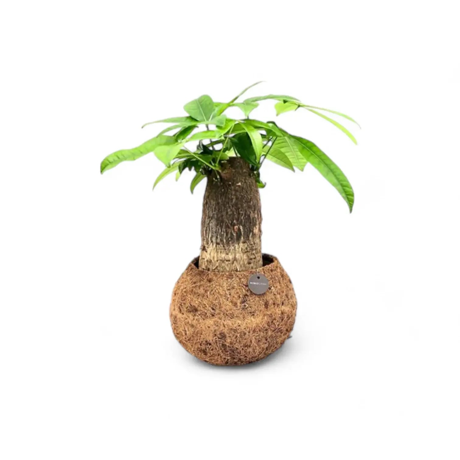 Nahaufnahme von Pachira aquatica in Kokodama vor weißem Hintergrund.