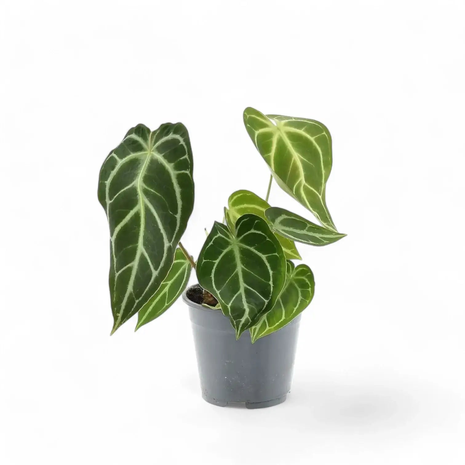 Anthurium crystallinum potted houseplant in nursery pot on white background, product photo 13.