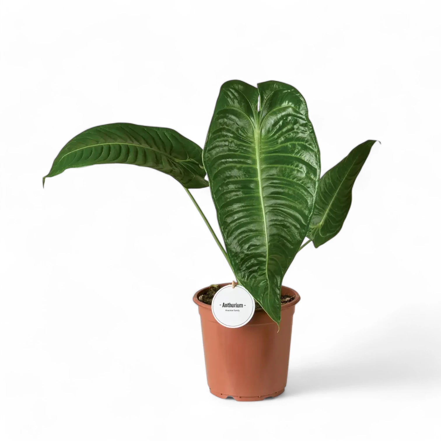 Anthurium veitchii potted houseplant in nursery pot on white background, product photo 11.