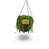 Curio rowleyanus – Topfpflanze im Kulturtopf vor weißem Hintergrund, Produktfoto 10.