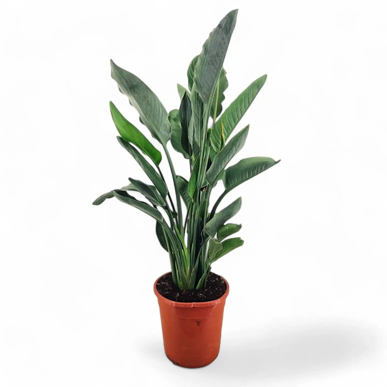 Strelitzia reginae potted houseplant in nursery pot on white background, product photo 10.