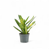 Codiaeum variegatum 'Sunny Star' potted houseplant in nursery pot on white background, product photo 4.