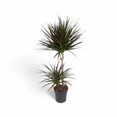 Dracaena reflexa var. angustifolia 'Magenta' potted houseplant in nursery pot on white background, product photo 6.