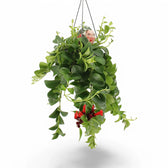 Aeschynanthus speciosus 'Mona Lisa' – Zimmerpflanze im Kulturtopf auf weißem Hintergrund, Produktfoto 4.