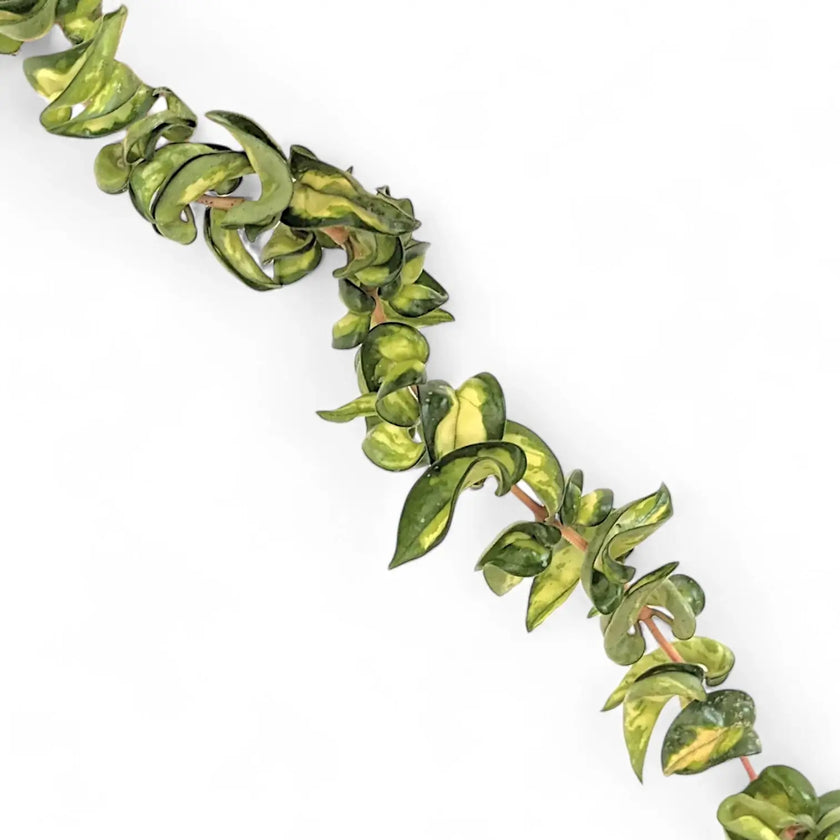 Hoya carnosa ‘Mauna Loa’ ('Lura Lei', 'Exotica') leaf close-up on white background.