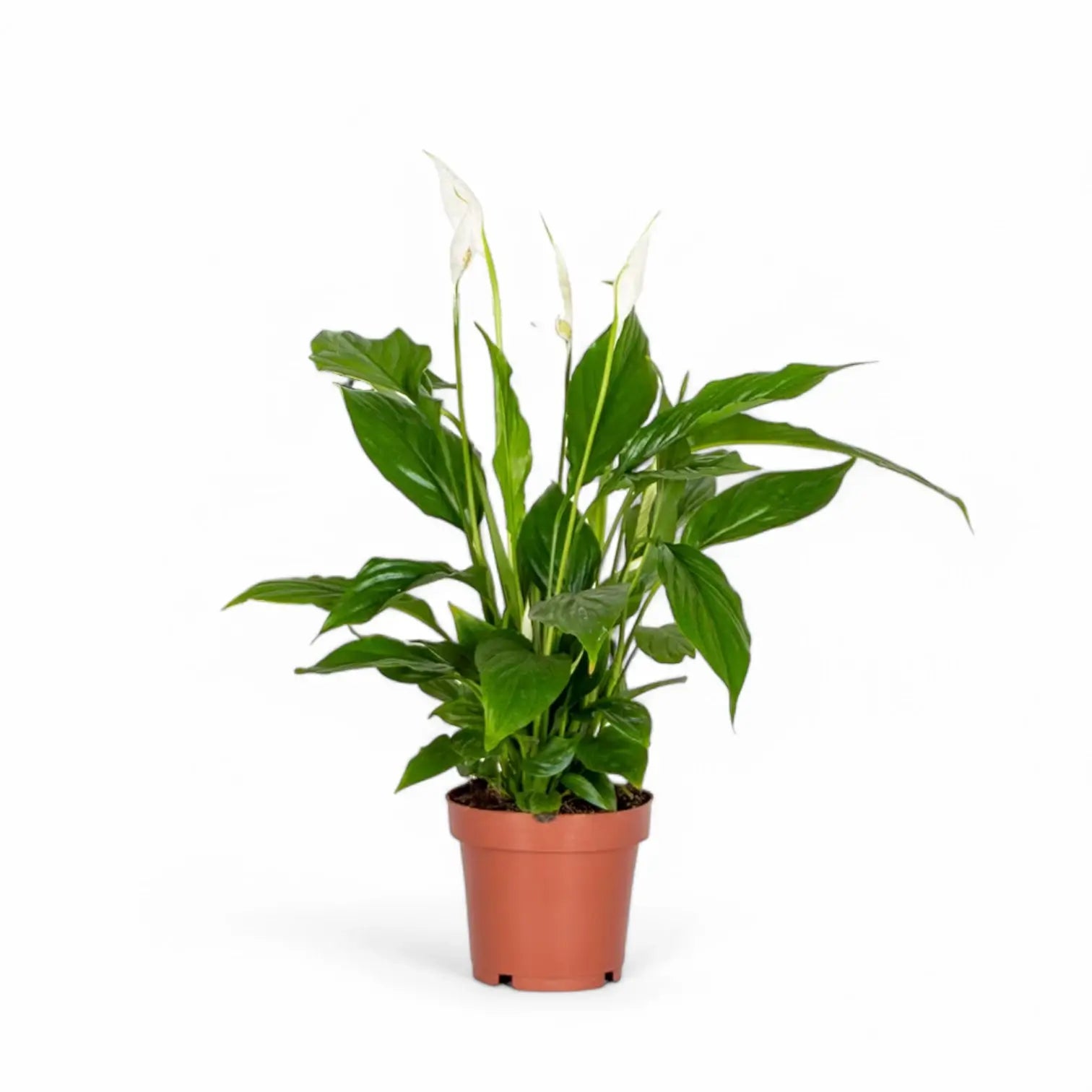 Spathiphyllum 'Torelli' – Zimmerpflanze im Kulturtopf auf weißem Hintergrund, Produktfoto 2.