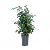 Ficus benjamina 'Danielle' potted houseplant in nursery pot on white background, product photo 4.