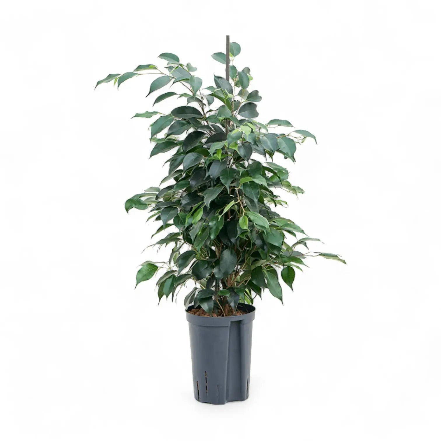 Ficus benjamina 'Danielle' potted houseplant in nursery pot on white background, product photo 4.