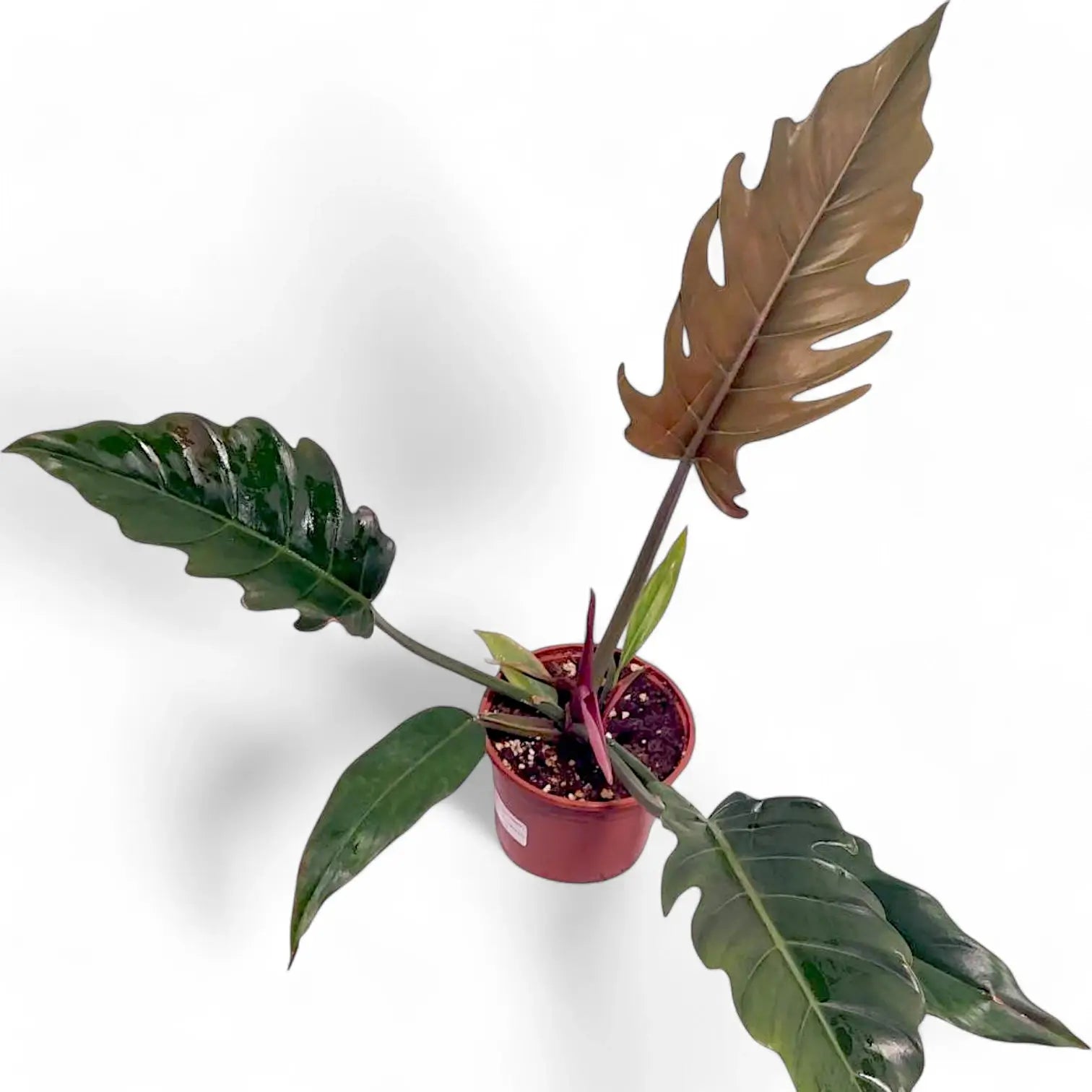 Philodendron 'Caramel Pluto' ('Chocolate Empress', 'Pluto') potted houseplant in nursery pot on white background, product photo 5.