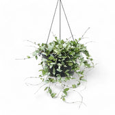 Hoya krohniana 'Super Silver' potted houseplant in nursery pot on white background, product photo 9.