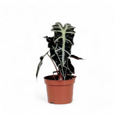 Alocasia 'Polly' – Zimmerpflanze im Kulturtopf auf weißem Hintergrund, Produktfoto 6.