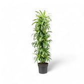 Dracaena fragrans 'Lemon Lime' potted houseplant in nursery pot on white background, product photo 12.