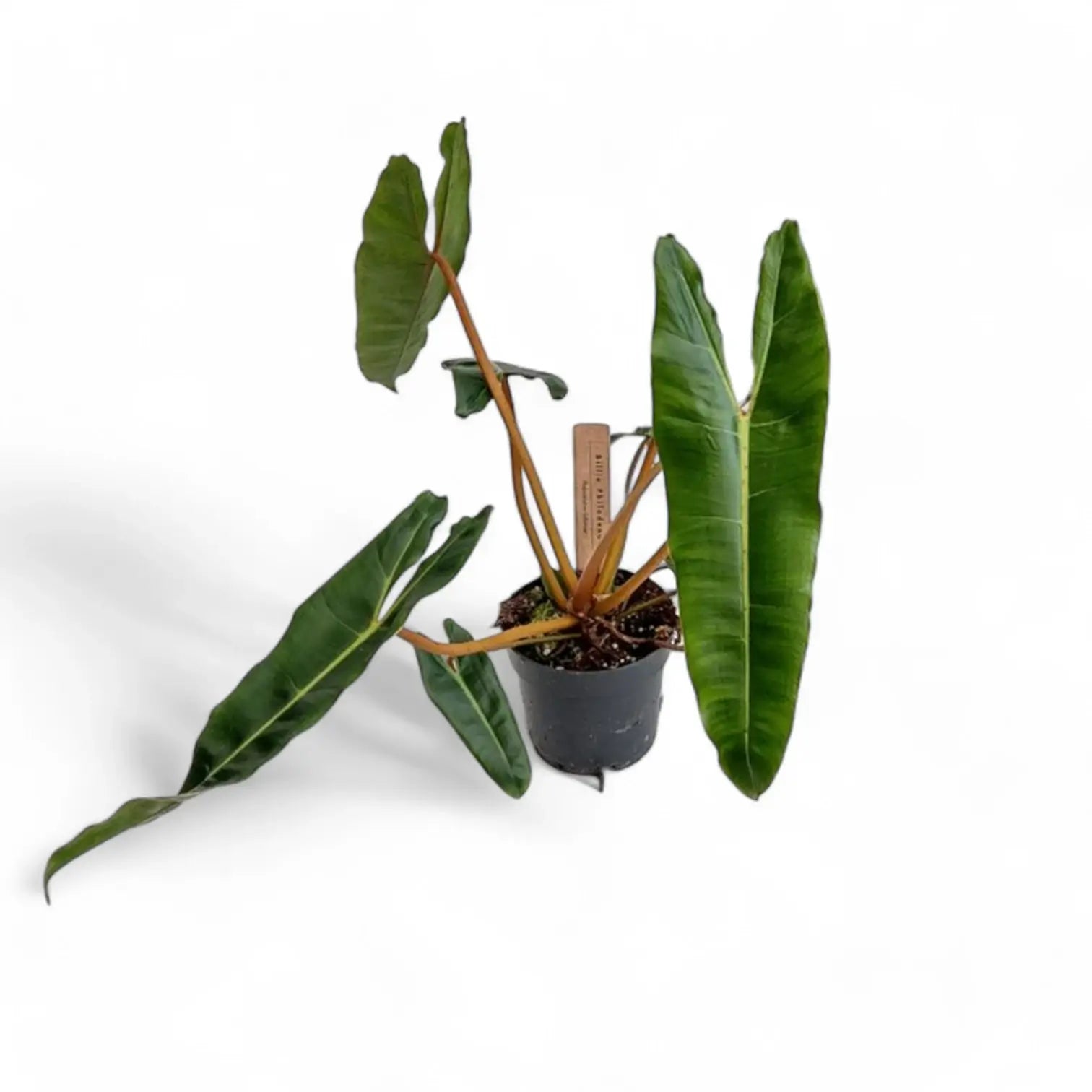 Philodendron billietiae – Topfpflanze im Kulturtopf vor weißem Hintergrund, Produktfoto 13.