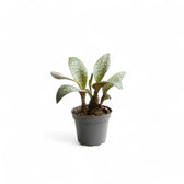 Ledebouria socialis potted houseplant in nursery pot on white background, product photo 2.