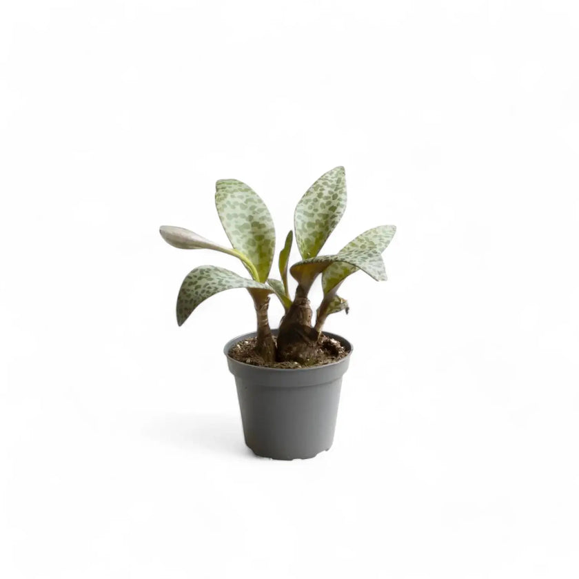 Ledebouria socialis potted houseplant in nursery pot on white background, product photo 2.