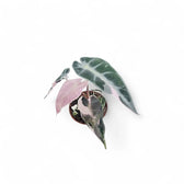 Alocasia 'Bambino Arrow' Pink Variegata – Zimmerpflanze im Kulturtopf auf weißem Hintergrund, Produktfoto 4.