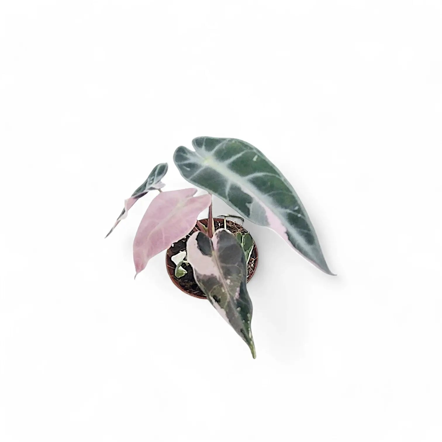 Alocasia 'Bambino Arrow' Pink Variegata – Zimmerpflanze im Kulturtopf auf weißem Hintergrund, Produktfoto 4.