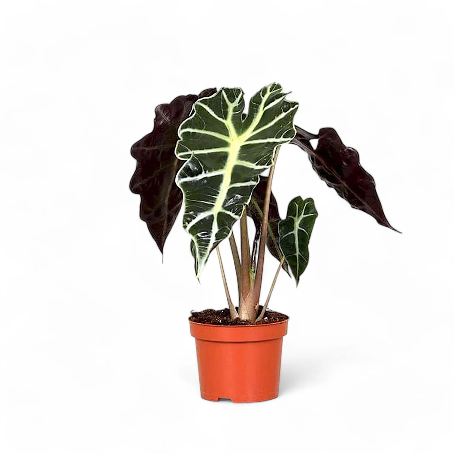 Alocasia 'Polly' – Zimmerpflanze im Kulturtopf auf weißem Hintergrund, Produktfoto 7.