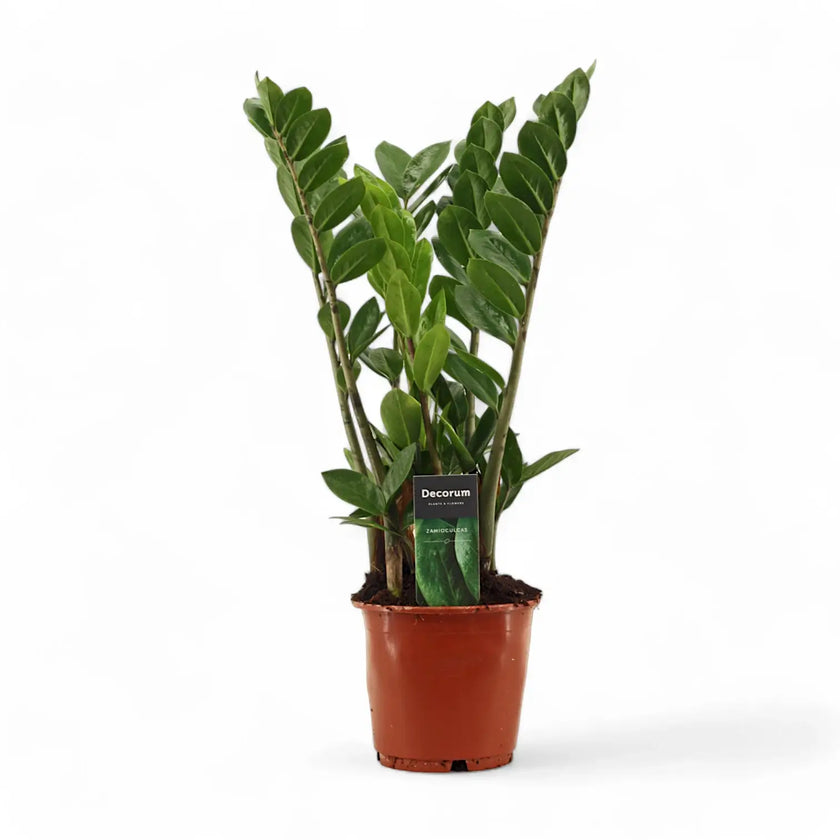 Zamioculcas zamiifolia potted houseplant in nursery pot on white background, product photo 6.