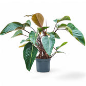 Philodendron 'Red beauty' – Zimmerpflanze im Kulturtopf auf weißem Hintergrund, Produktfoto 9.