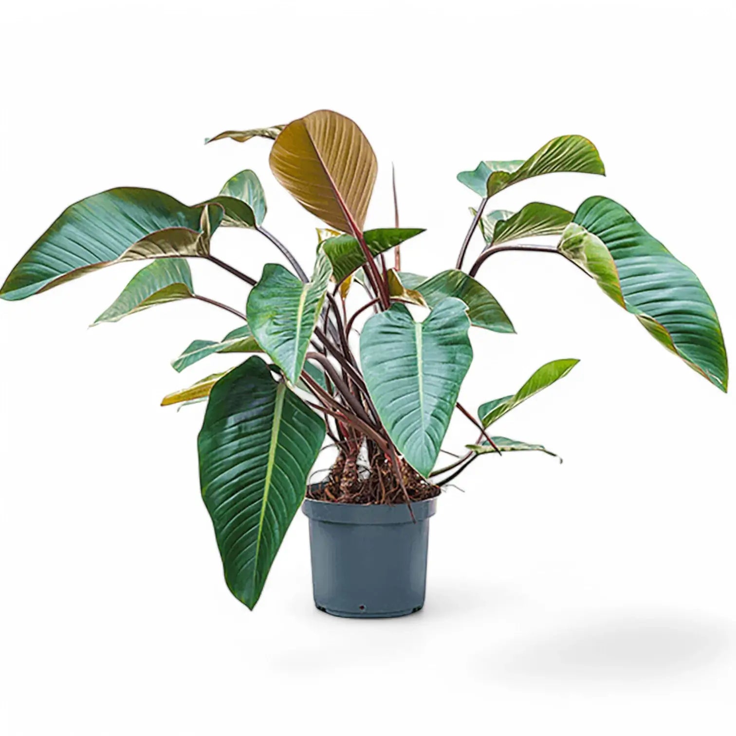 Philodendron 'Red beauty' – Zimmerpflanze im Kulturtopf auf weißem Hintergrund, Produktfoto 9.