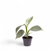 Philodendron hastatum 'Silver queen' ('Silver Sword') potted houseplant in nursery pot on white background, product photo 5.