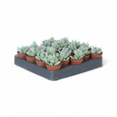 Pachyphytum bracteosum potted houseplant in nursery pot on white background, product photo 3.