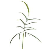 Philodendron polypodioides leaf close-up on white background.